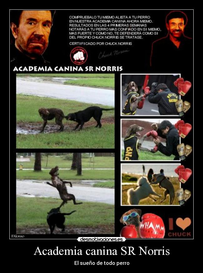 Academia canina SR Norris -