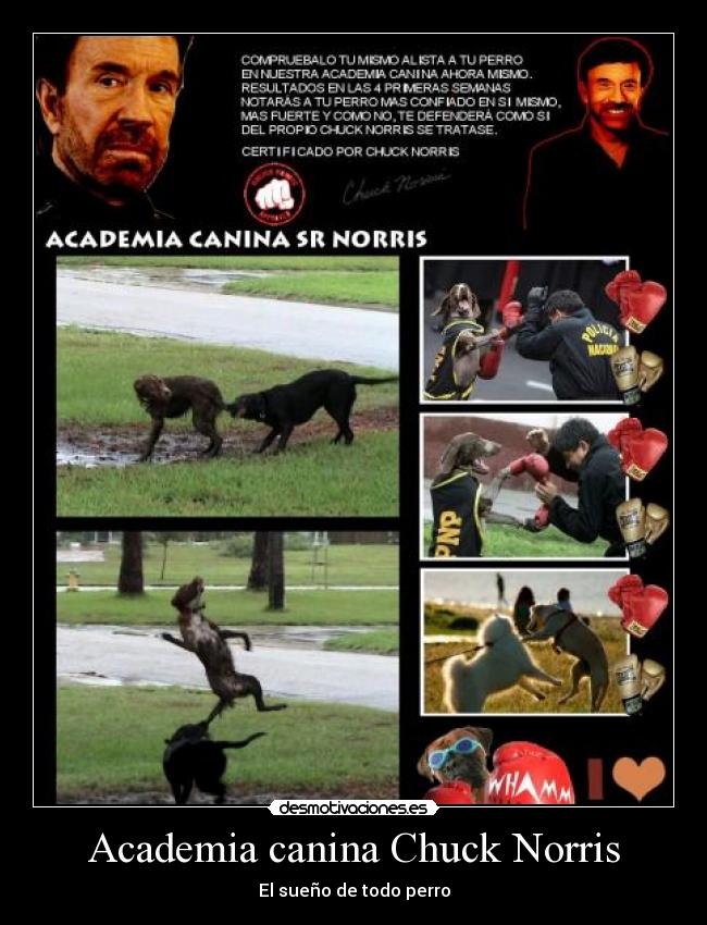 Academia canina Chuck Norris - El sueño de todo perro