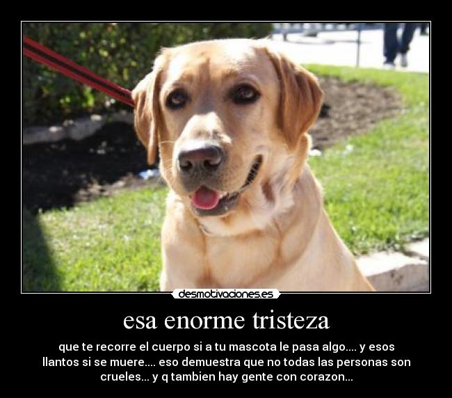 esa enorme tristeza - que te recorre el cuerpo si a tu mascota le pasa algo.... y esos
llantos si se muere.... eso demuestra que no todas las personas son
crueles... y q tambien hay gente con corazon...