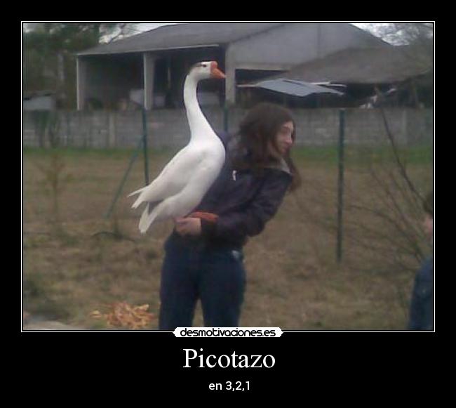 Picotazo -