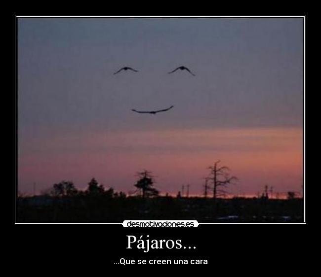 Pájaros... - ...Que se creen una cara