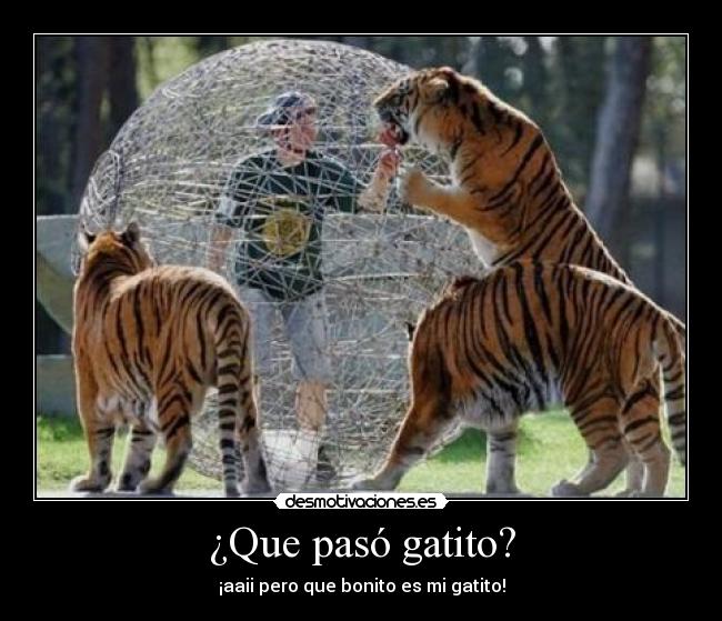 ¿Que pasó gatito? - ¡aaii pero que bonito es mi gatito!