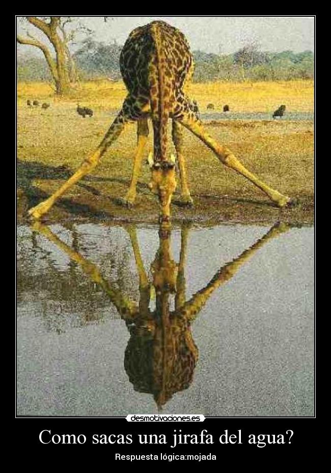 Como sacas una jirafa del agua? - 