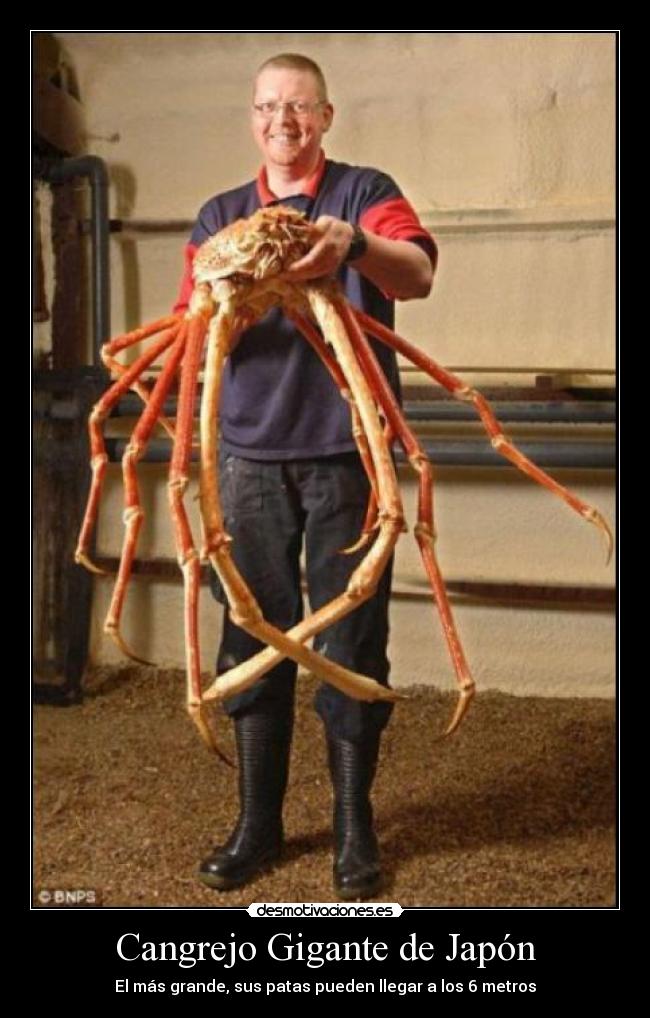 Cangrejo Gigante de Japón -