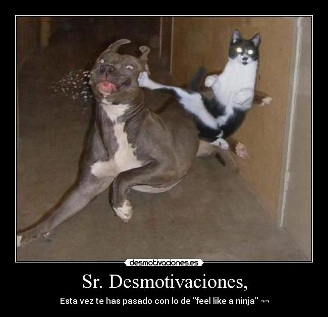 Sr. Desmotivaciones, - Esta vez te has pasado con lo de feel like a ninja ¬¬