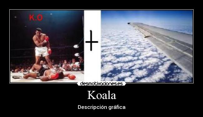 Koala - Descripción gráfica