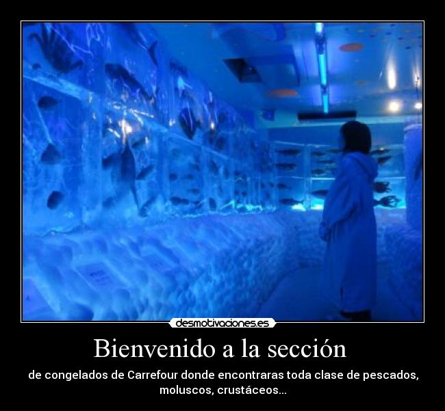 Bienvenido a la sección - de congelados de Carrefour donde encontraras toda clase de pescados,
moluscos, crustáceos...