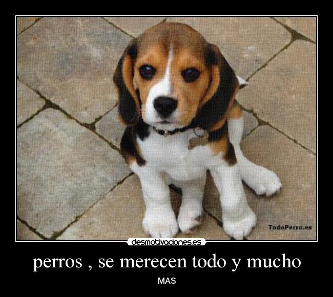 perros , se merecen todo y mucho -