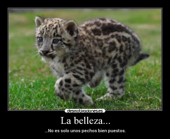 La belleza... - 