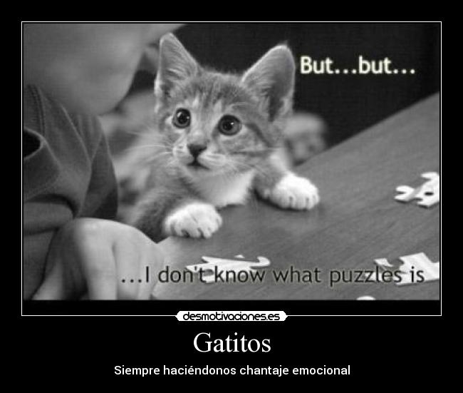 Gatitos - 