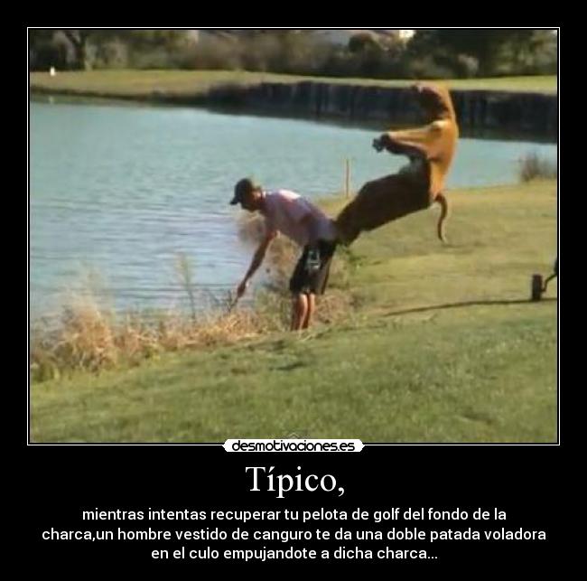 Típico, - mientras intentas recuperar tu pelota de golf del fondo de la
charca,un hombre vestido de canguro te da una doble patada voladora
en el culo empujandote a dicha charca...