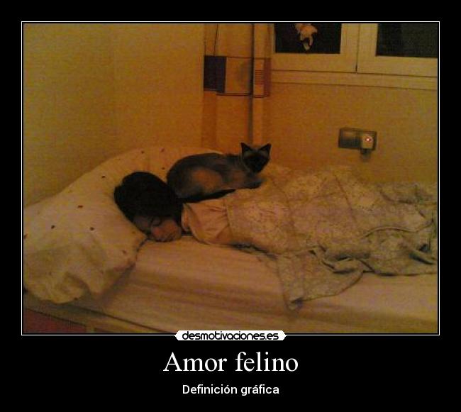 Amor felino - 