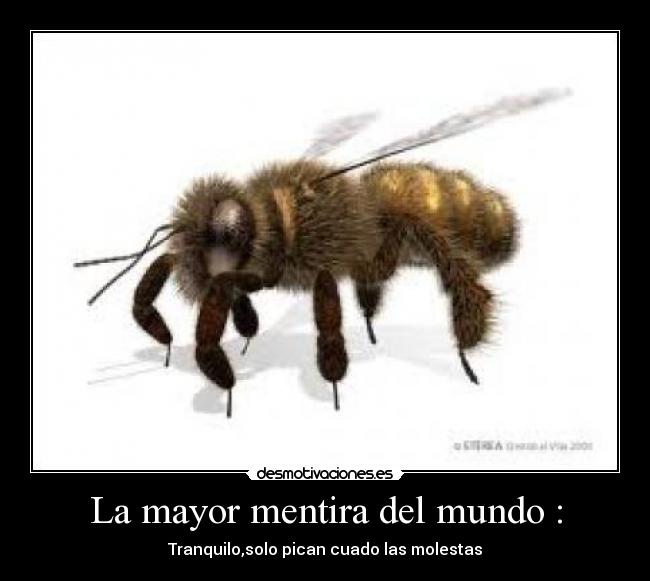 La mayor mentira del mundo : - Tranquilo,solo pican cuado las molestas
