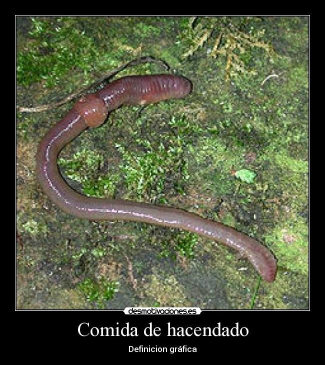 Comida de hacendado - Definicion gráfica