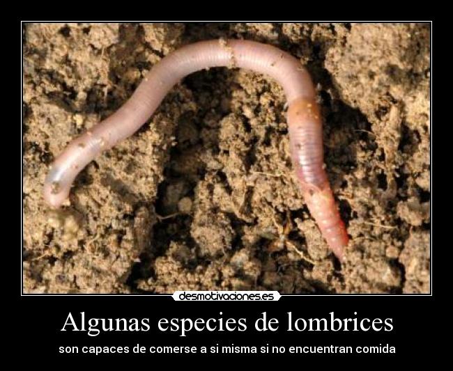 Algunas especies de lombrices - 