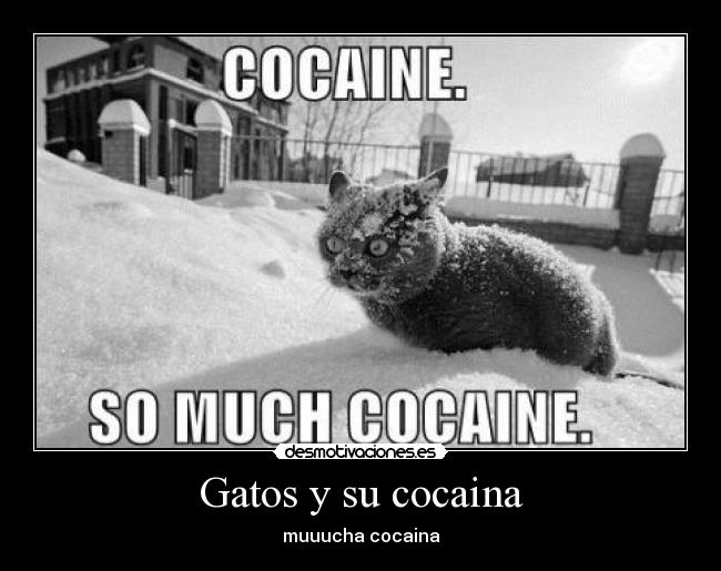 Gatos y su cocaina - 