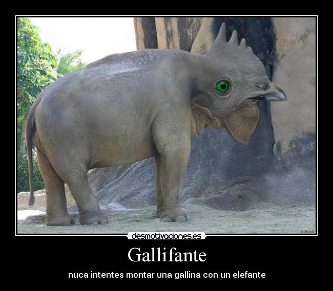 Gallifante - 