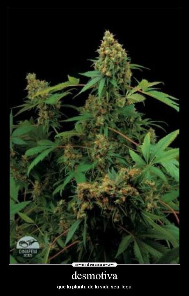 desmotiva - que la planta de la vida sea ilegal