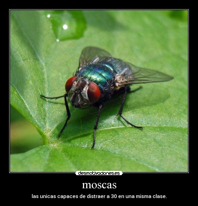 carteles moscas desmotivaciones