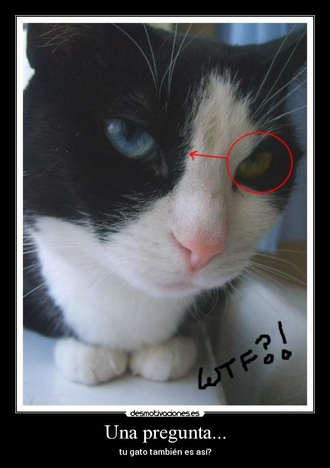 carteles gato ojos color diferente desmotivaciones