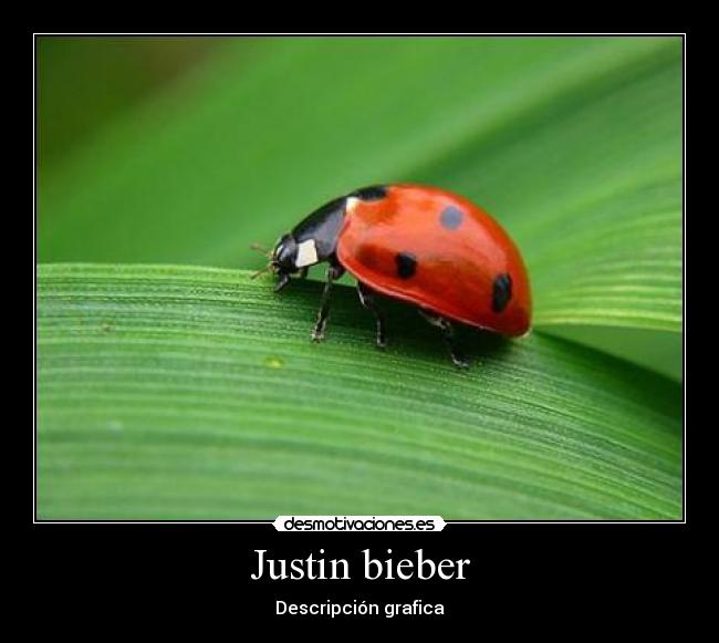 Justin bieber - 