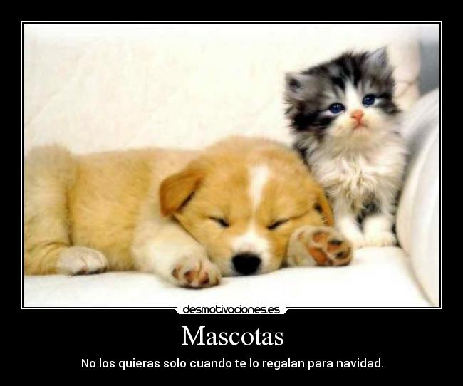 Mascotas - 