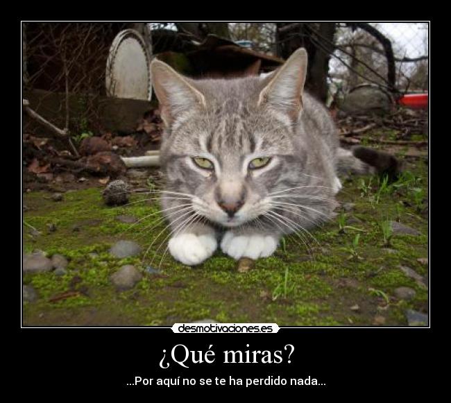 ¿Qué miras? -
