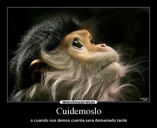 carteles cuidemoslo desmotivaciones