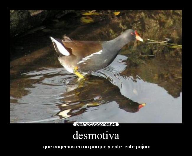 desmotiva - que cagemos en un parque y este este pajaro