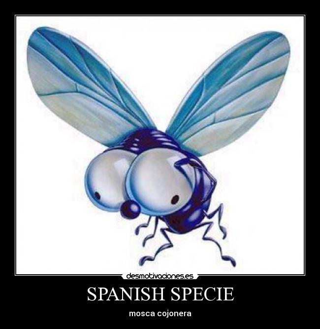 SPANISH SPECIE - mosca cojonera