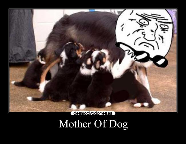 Mother Of Dog - 