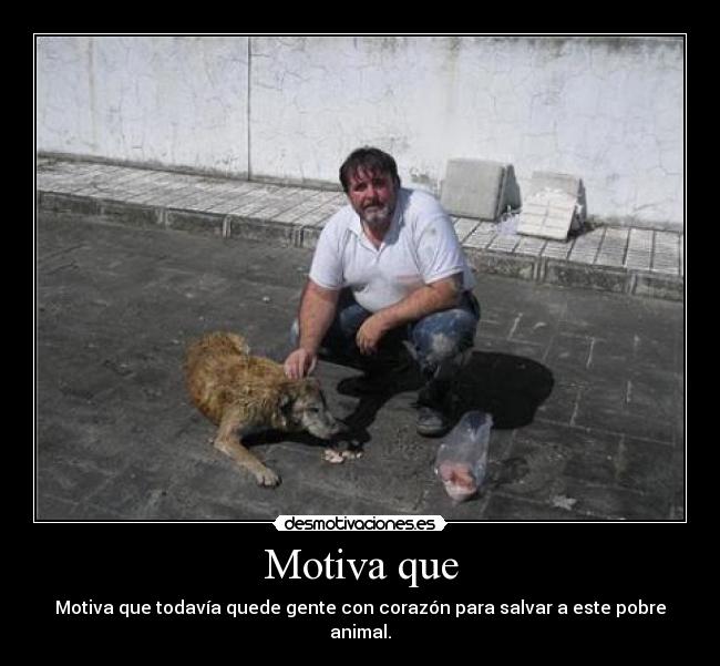 Motiva que - Motiva que todavía quede gente con corazón para salvar a este pobre animal.