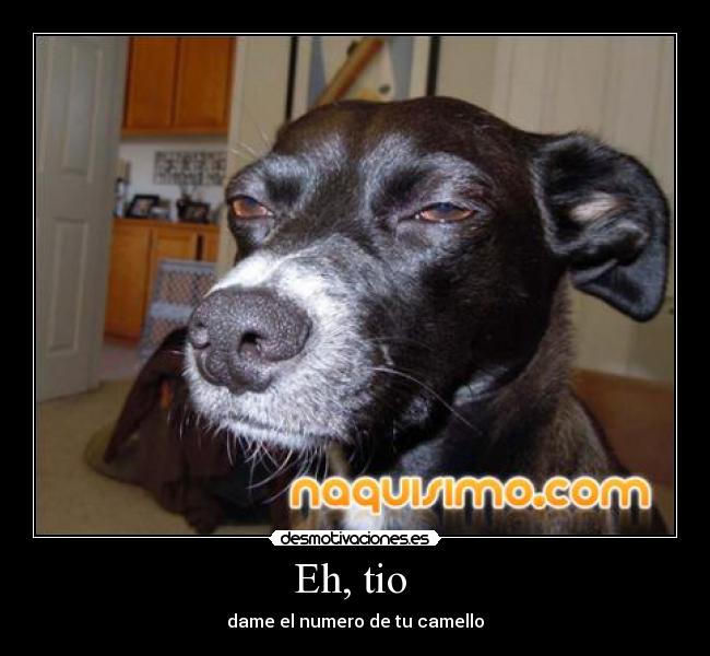 Eh, tio - dame el numero de tu camello