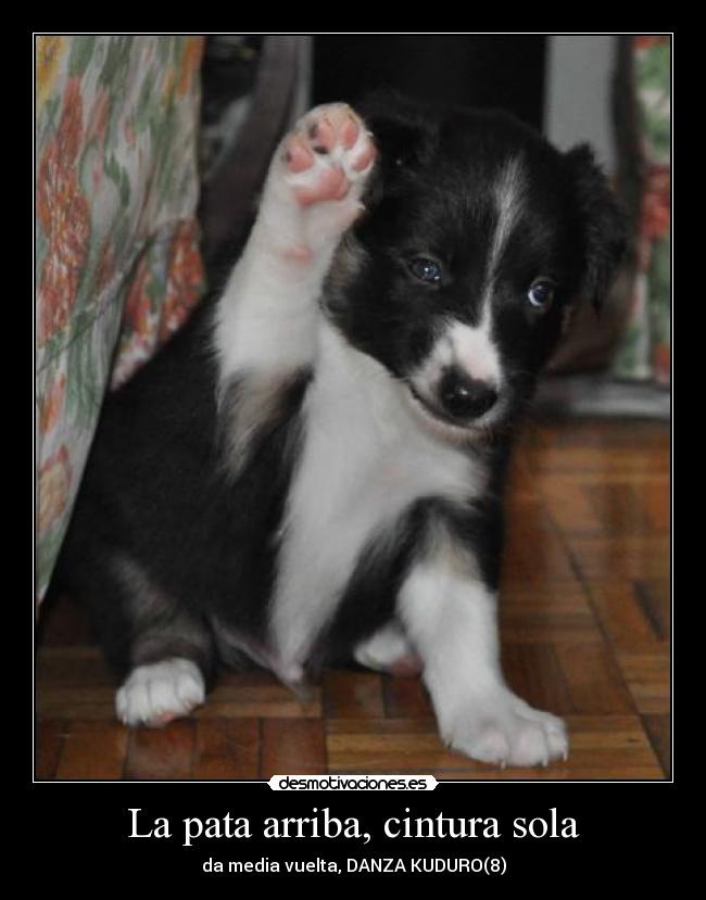La pata arriba, cintura sola - 