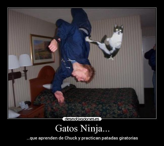 Gatos Ninja... - ...que aprenden de Chuck y practican patadas giratorias