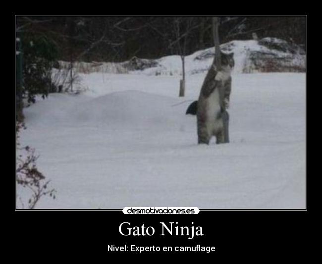 Gato Ninja - Nivel: Experto en camuflage