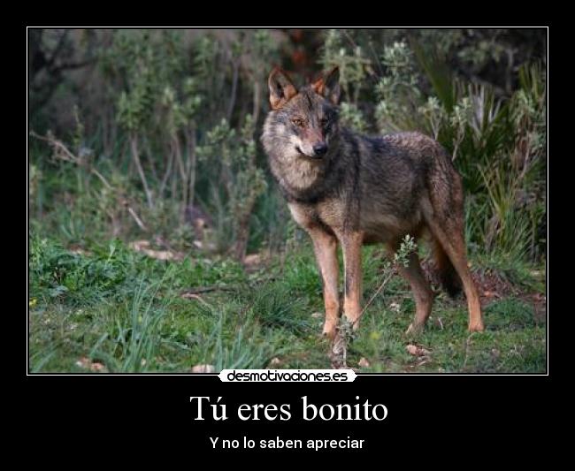 Tú eres bonito - Y no lo saben apreciar