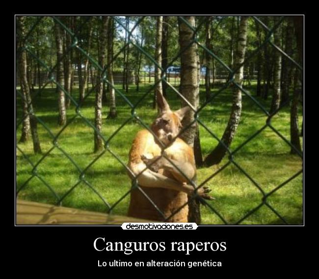 Canguros raperos - 