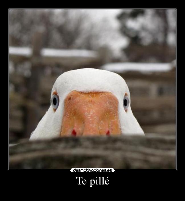 Te pillé - 