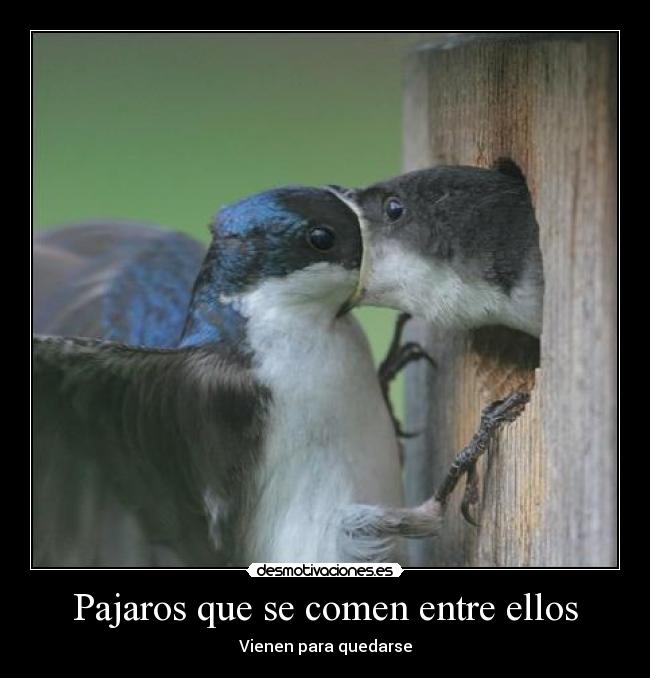Pajaros que se comen entre ellos -