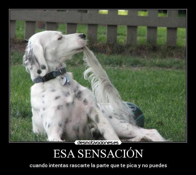 ESA SENSACIÓN - cuando intentas rascarte la parte que te pica y no puedes