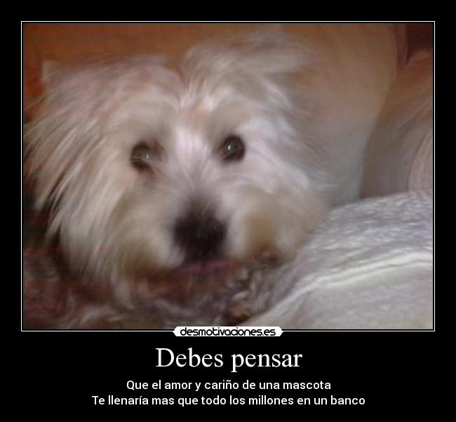 Debes pensar - Que el amor y cariño de una mascota
Te llenaría mas que todo los millones en un banco