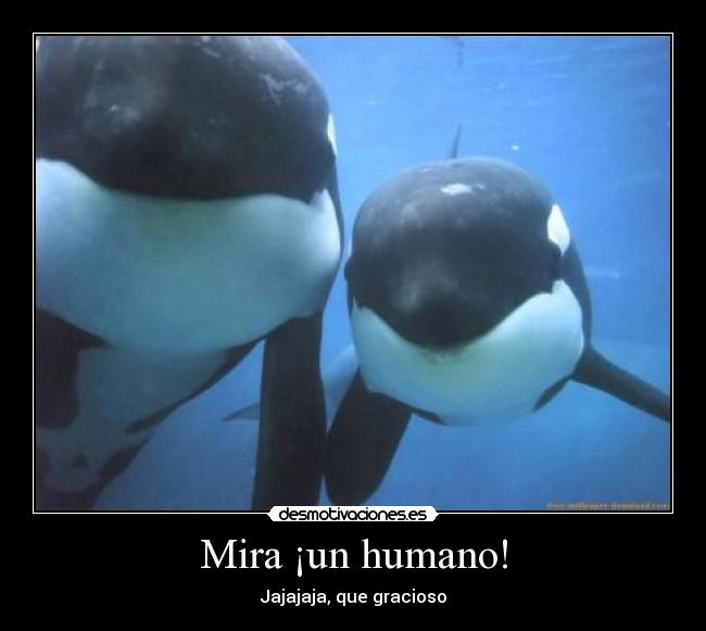 Mira ¡un humano! - 