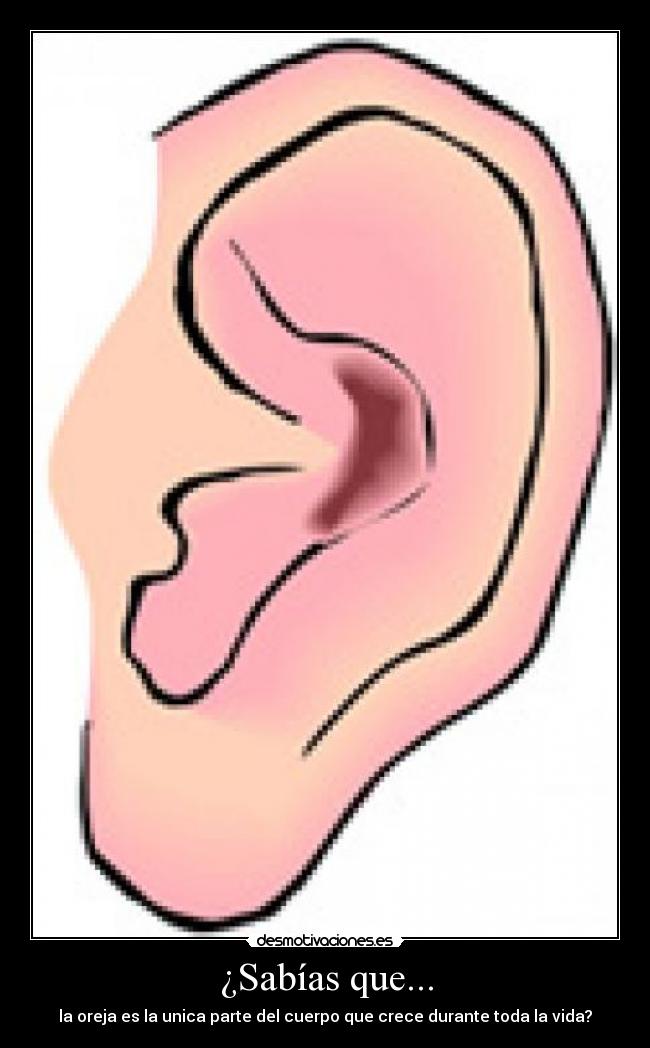 ¿Sabías que... - la oreja es la unica parte del cuerpo que crece durante toda la vida?