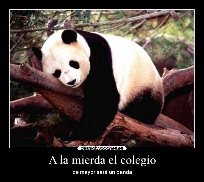 A la mierda el colegio - de mayor seré un panda