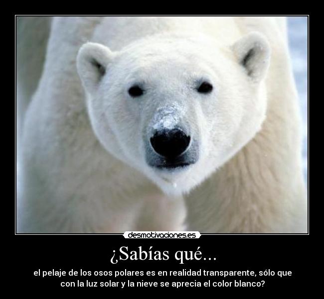 ¿Sabías qué... - el pelaje de los osos polares es en realidad transparente, sólo que
con la luz solar y la nieve se aprecia el color blanco?