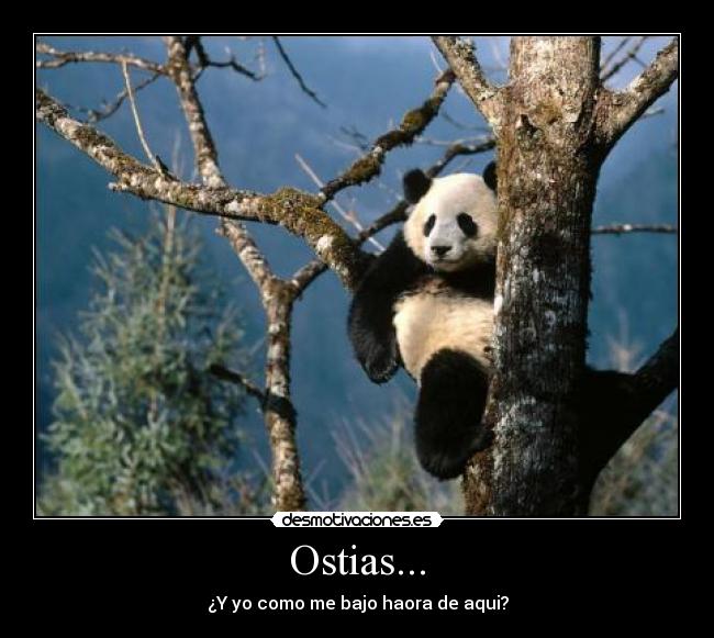 carteles oso panda desmotivaciones