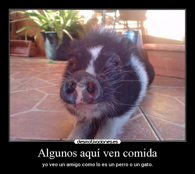 Algunos aquí ven comida - 