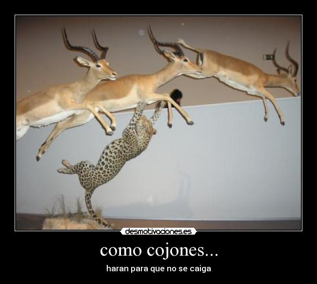 como cojones... - haran para que no se caiga