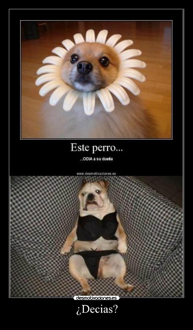 ¿Decias? -